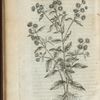 Bellis ramosa umbellifera.