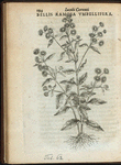 Bellis ramosa umbellifera.