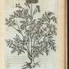 Angelica atropurpurea Canadensis
