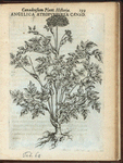 Angelica atropurpurea Canadensis