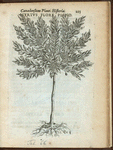 Myrtus flore pleno.
