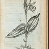 Calceolus marianus Canadensis
