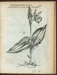 Calceolus marianus Canadensis