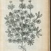 Lupinus indicus.
