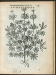 Lupinus indicus.