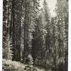 Sequoia, white fir, sugar pine forest, Tulare Co., California