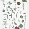 Aigrette (#1) - Verticillées, fleurs, feuilles (#82).