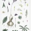 Cornet ou nectar (#4) -- Liliaceés &a. (#74)