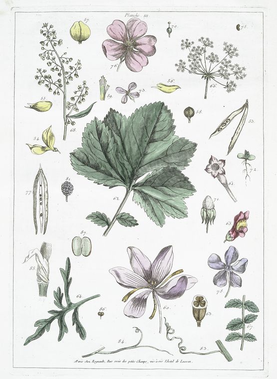 free printable botanical art