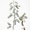 L'Acacia.