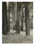Redwoods, Marin Co., California