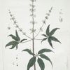 L'Agnus Castus.
