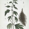 L'Agripaume, ou, la Cardiaque.