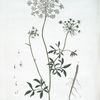 L'Ammi.