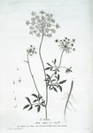 L'Ammi.