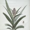L'Ananas en Fleur.