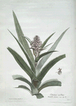 L'Ananas en Fleur.