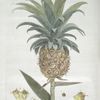 L'Ananas en Fruit.