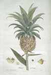 L'Ananas en Fruit.
