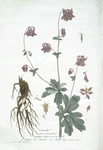 L'Ancolie.
