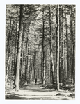 Cathedral aisle" in second growth pines, Carroll Co., New Hampshire