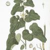 L'Aristoloche Clématite.
