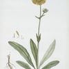 L'Arnica.
