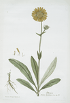 L'Arnica.