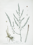 L'Asperge.
