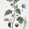 L'Aubergine, ou, la Mayenne.