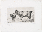 La vache et l'ânon.