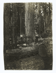 Back cutting Douglas fir