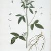 Le Lolier Odorant, ou, Faux Beaume du Perou.