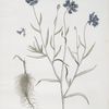 Le Bleuet, ou, Aubifoin.