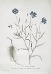 Le Bleuet, ou, Aubifoin.