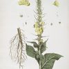 Le Bouillon blanc male ou Molêne.