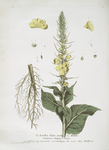 Le Bouillon blanc male ou Molêne.