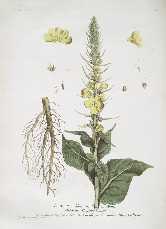 Le Bouillon blanc male ou Molêne. NYPL Digital Collections