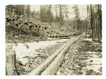 New chute showing method of hewing faces on logs, Lolo National Forest, Montana