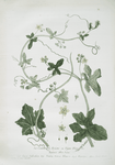 La Couleu vrèe, Brione ou Vigne Blanche.