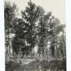 Hardwood forest, Red gum, Buncome Co., North Carolina