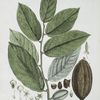 Le Cacaoier.