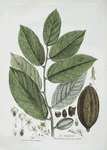 Le Cacaoier.