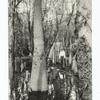 Cypress logging area, Santee River Cypress Lumber Co., Clarendon Co., South Carolina.