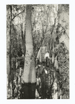 Cypress logging area, Santee River Cypress Lumber Co., Clarendon Co., South Carolina.