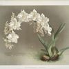 Odontoglossum crispum.