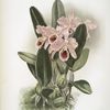 Cattleya Percivaliana.