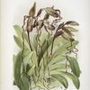 Cypripedium sanderianum.