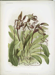 Cypripedium sanderianum.