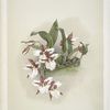 Odontoglossum rossii.